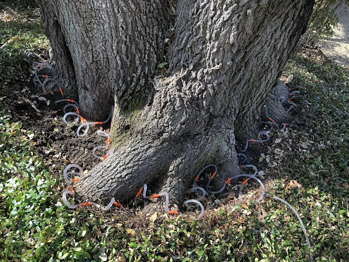 Detailed Tree Cabling and Bracing job site in Fort Lupton